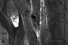 05/2016: Irlande du Nord (Ulster) - The dark Hedges