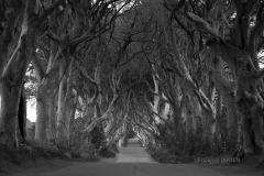 05/2016: Irlande du Nord (Ulster) - The dark Hedges