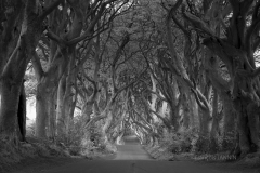 05/2016: Irlande du Nord (Ulster) - The dark Hedges