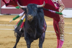 Ubeda/ Feria de San Miguel
Julian Lopez Escobar "El Juli"