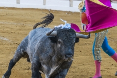 Ubeda/ Feria de San Miguel 2016: (Dimanche 02/10)
José Carlos Venegas