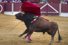 Ubeda/ Feria de San Miguel 2016: (Dimanche 02/10)
José Carlos Venegas