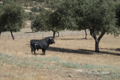 SantIsteban del Puerto: Ganaderia Puertolaca de DonSancho Dàvila