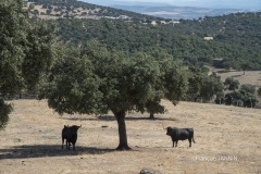 SantIsteban del Puerto: Ganaderia Puertolaca de DonSancho Dàvila