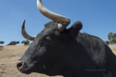 SantIsteban del Puerto: Ganaderia Puertolaca de DonSancho Dàvila